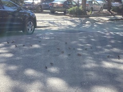Passer domesticus