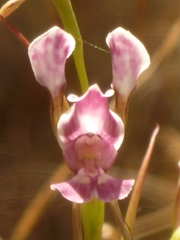 Diuris dendrobioides