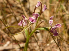 Diuris dendrobioides