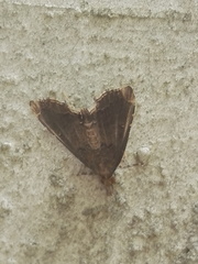 Diplopseustis perieresalis