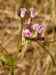 Diuris dendrobioides