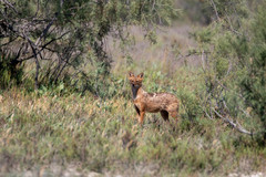 Canis aureus moreoticus