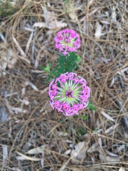Pimelea rosea