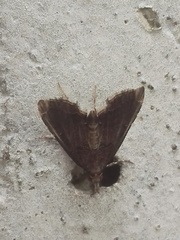 Diplopseustis perieresalis
