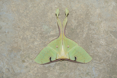 Actias maenas