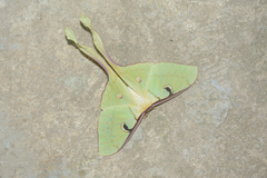 Actias maenas