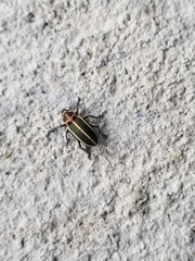 Eudiagogus