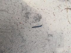 Rossiulus kessleri