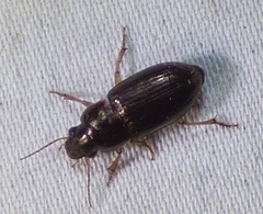 Selenophorus palliatus