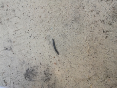 Rossiulus kessleri