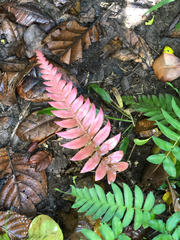 Blechnum occidentale