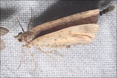 Chrysolarentia bichromata