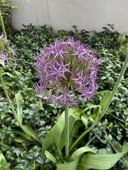 Agapanthus