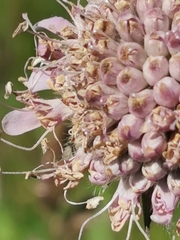Microbotryum scabiosae