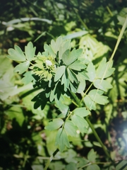 Thalictrum aquilegiifolium
