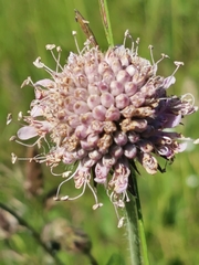 Microbotryum scabiosae