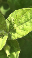 Leptophyes punctatissima