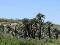 Trithrinax campestris