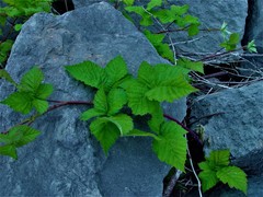 Rubus latifolius