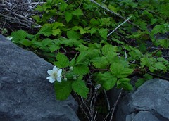 Rubus latifolius