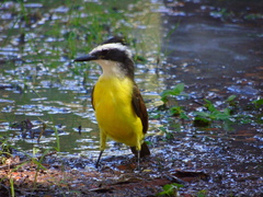 Pitangus sulphuratus