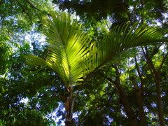 Astrocaryum mexicanum