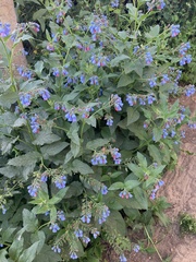 Symphytum caucasicum