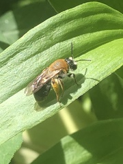 Andrena haemorrhoa