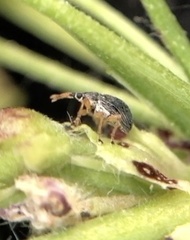 Pseudapion rufirostre