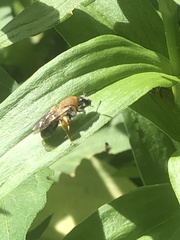 Andrena haemorrhoa