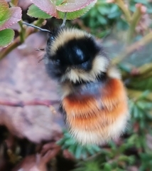 Bombus lapponicus