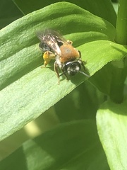 Andrena haemorrhoa