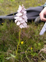 Dactylorhiza maculata ericetorum
