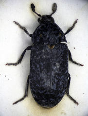 Dermestes murinus