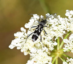 Chlorophorus figuratus