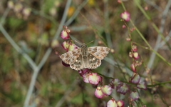 Muschampia baeticus