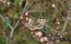 Muschampia baeticus
