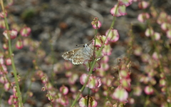 Muschampia baeticus