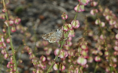 Muschampia baeticus