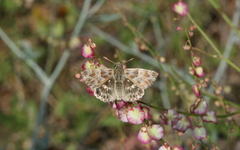 Muschampia baeticus