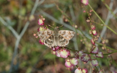 Muschampia baeticus