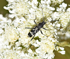 Chlorophorus figuratus