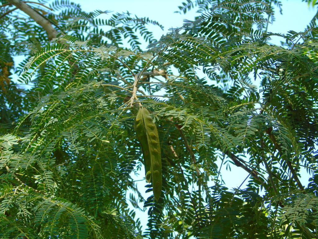 Albizia sinaloensis from Parque Sinaloa, Los Mochis, Sin., México on ...