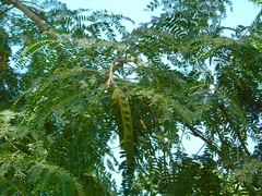 Albizia sinaloensis