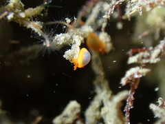 Cystiscus