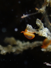 Cystiscus