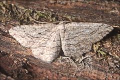 Zermizinga sinuata