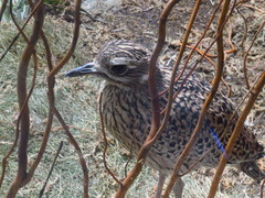 Burhinus