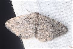 Zermizinga sinuata