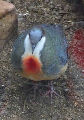 Gallicolumba luzonica